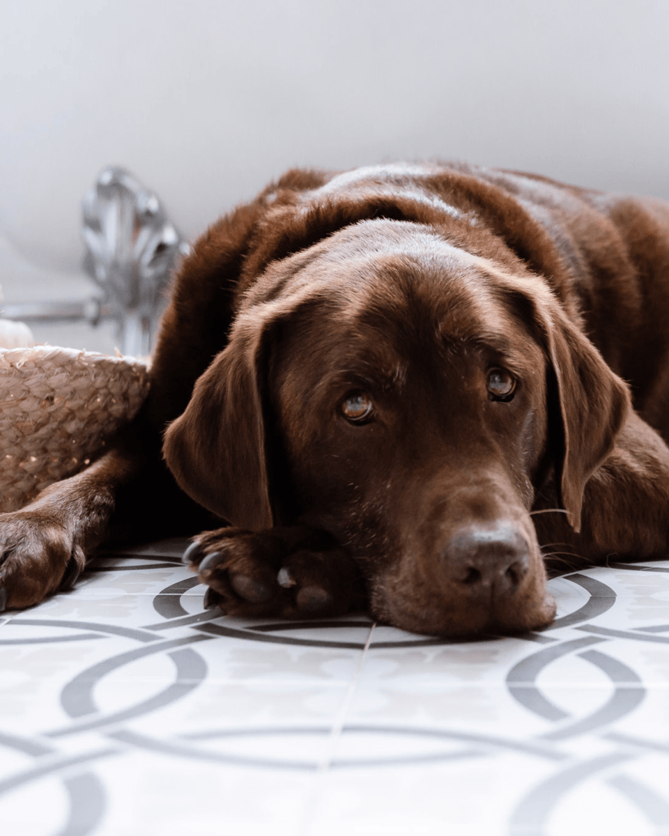 puedes usar crema de eccema humano en perros