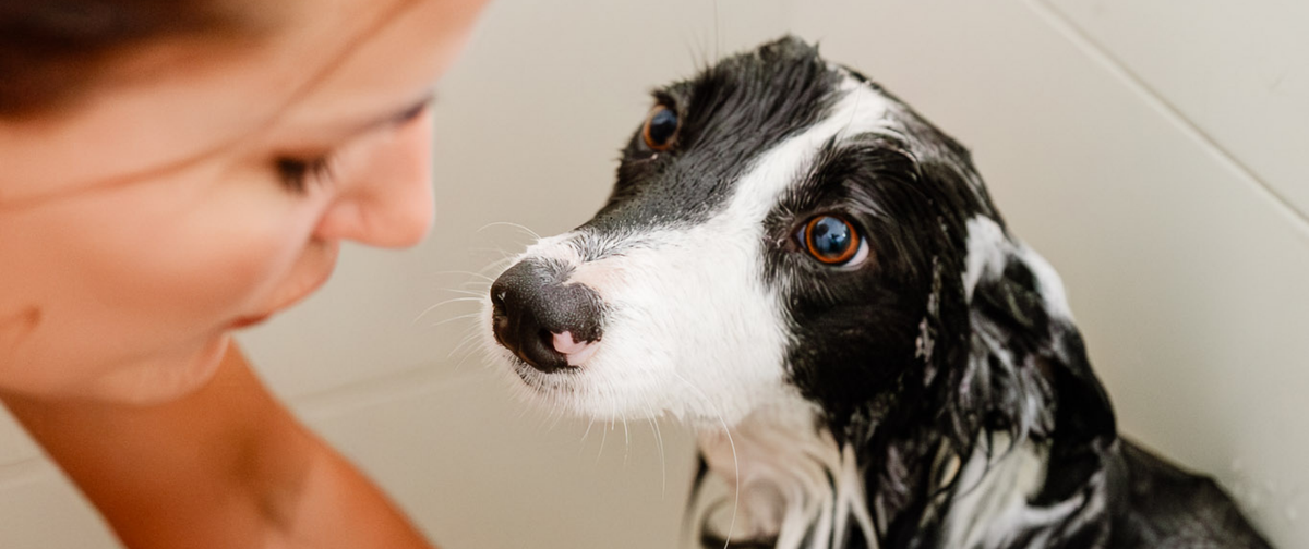 La limpieza de pliegues en los perros con arrugas