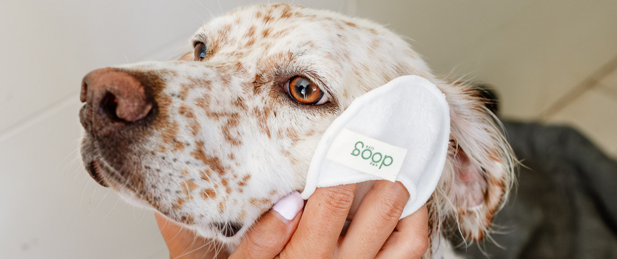 Limpiar los ojos de un perro: una rutina básica