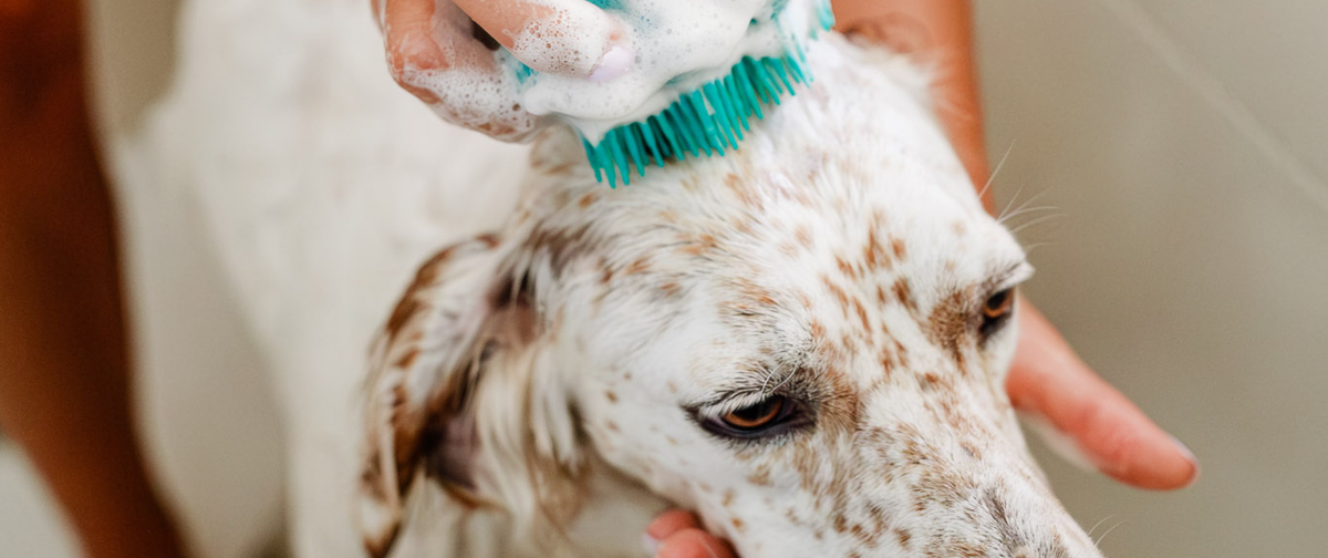 Cuidados de nuestros peludos en otoño