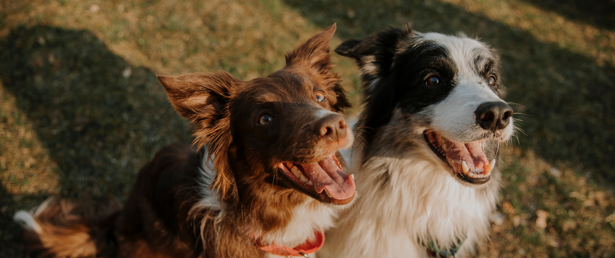 Los 6 mejores consejos para disfrutar del verano al máximo con tu perro