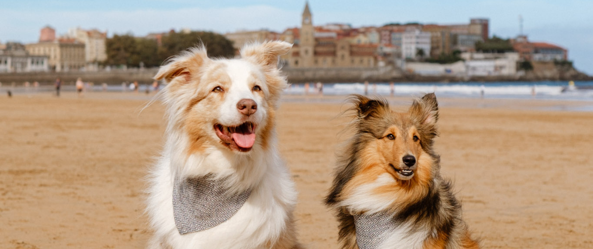 Disfruta de unas Vacaciones Inolvidables con tu Perro en Asturias