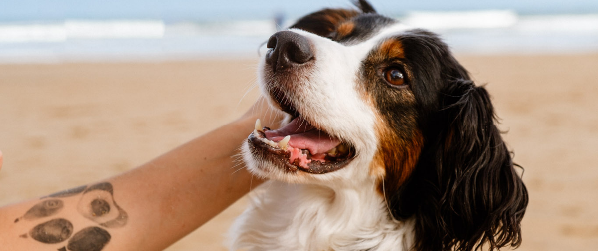 Crianza Responsable de Perros: Un Compromiso para Toda la Vida