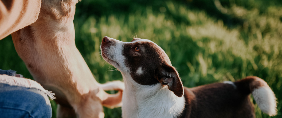 Paseo con perro: tips para el paseo perfecto