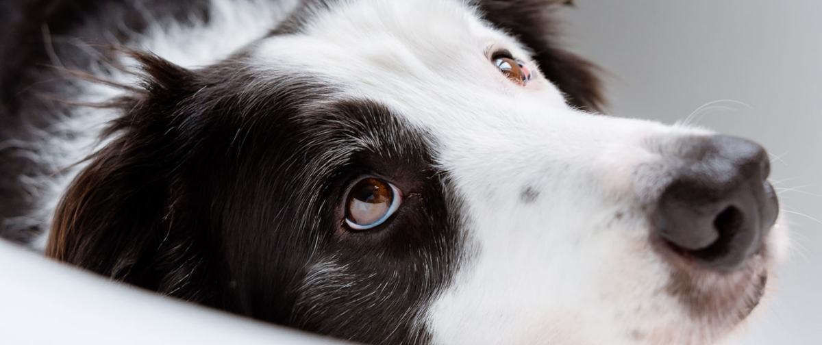 ¿Tu perro cojea al levantarse? Cómo identificar los primeros signos de artrosis silenciosa