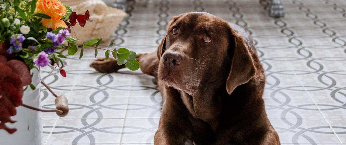 Mi perro ha comido algo tóxico ¿cómo actúo? guía completa