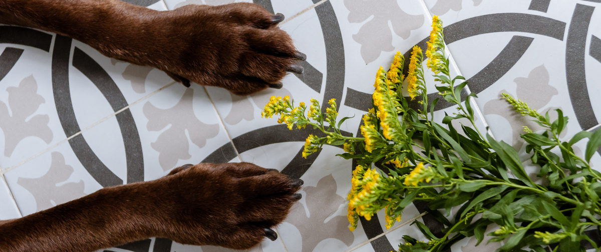 Cómo usar nuestros cosméticos naturales para perros y gatos