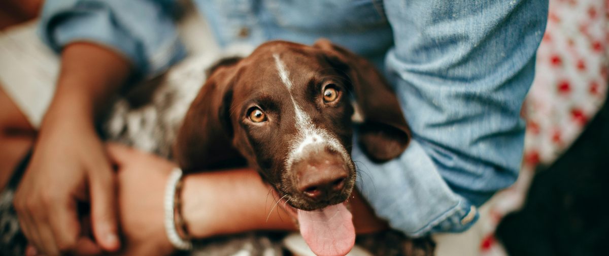 Suplemento digestivo natural para perros y gatos