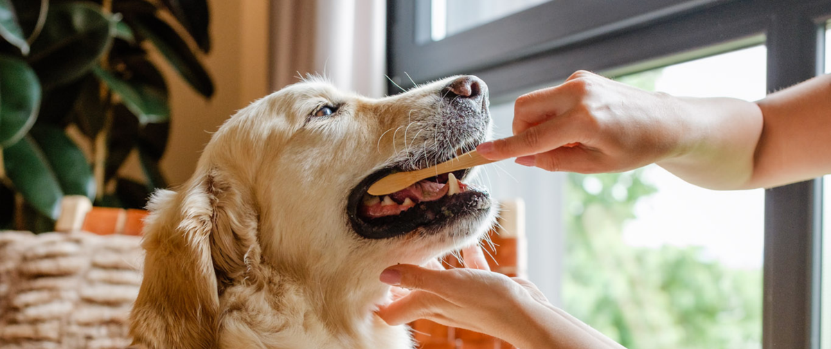 🦷 Cómo quitar el sarro de los dientes de tu perro (y cómo evitar que vuelva)