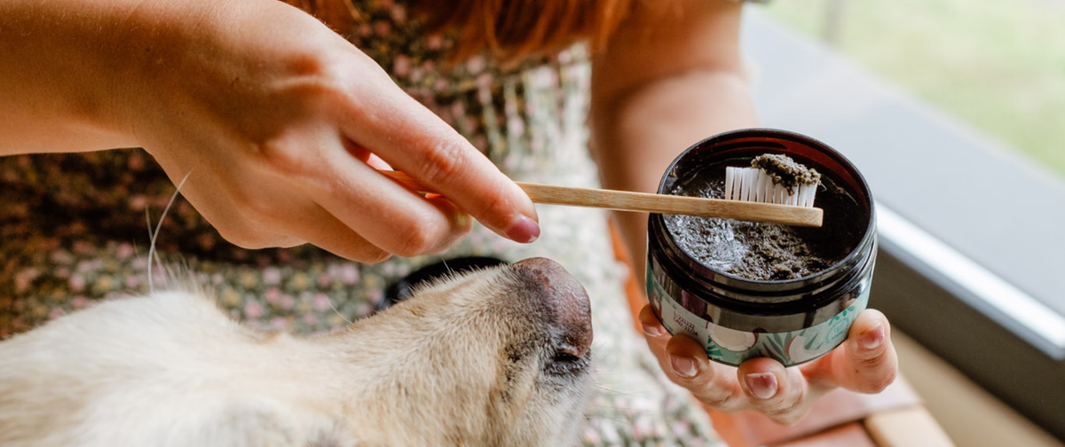 ¿Cómo limpiar los dientes a un perro?