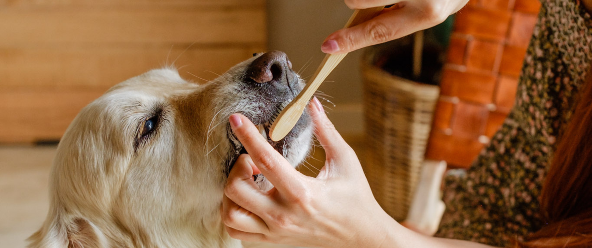 ¿Cómo quitar el mal aliento de un perro?
