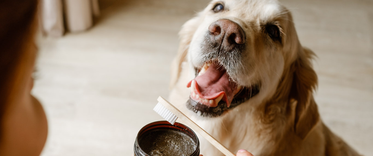 Snacks dentales vs. dentífricos: qué opción cuida mejor los dientes de tu perro