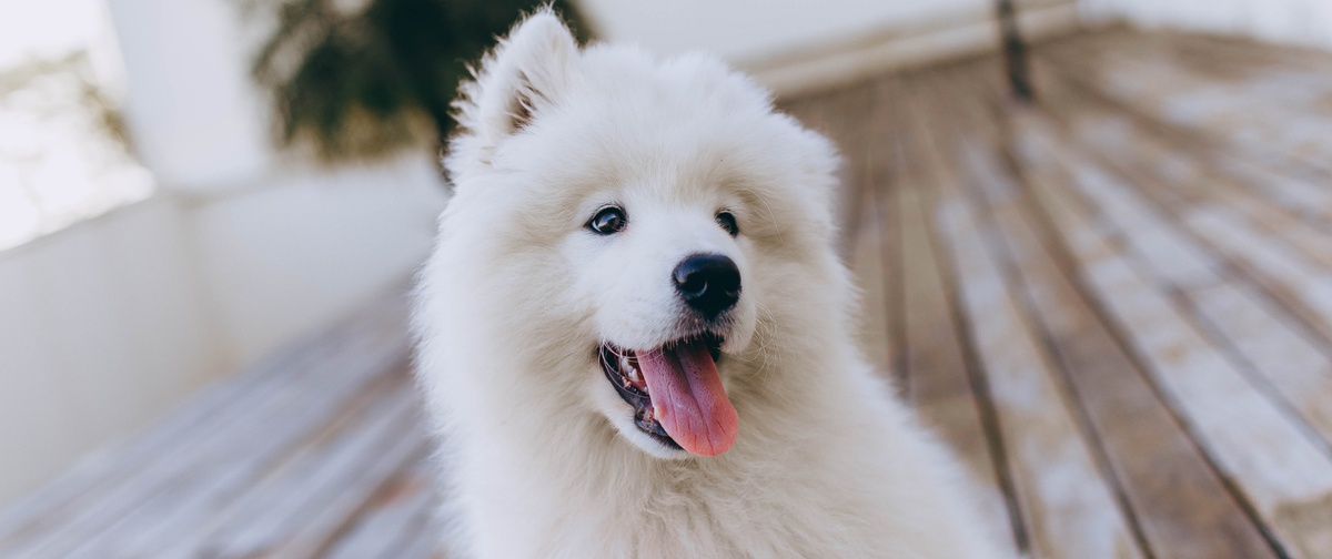¿Cuándo hay que suplementar a un cachorro de perro?
