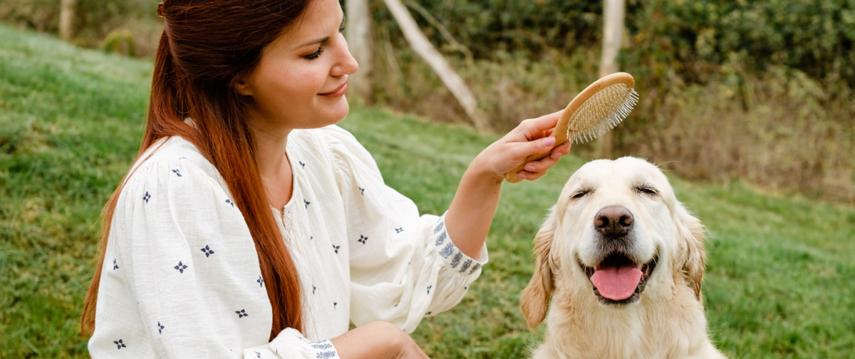 Picores en perros en verano: Causas, Tratamiento y Prevención