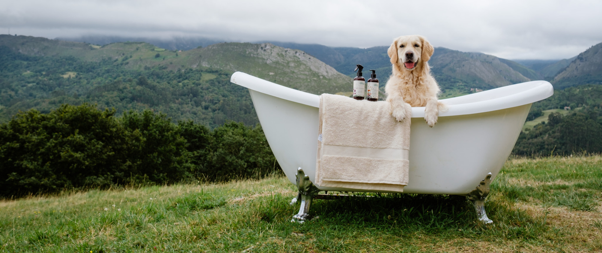 ¿Con qué frecuencia tengo que bañar a mi perro? Una guía completa