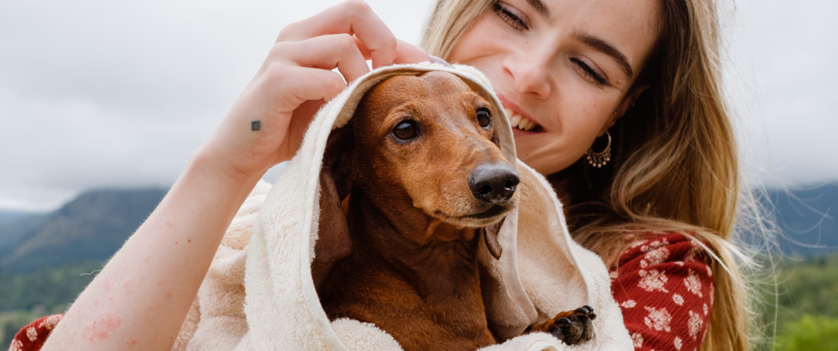 ¿Por qué es importante secar a un perro después del baño?