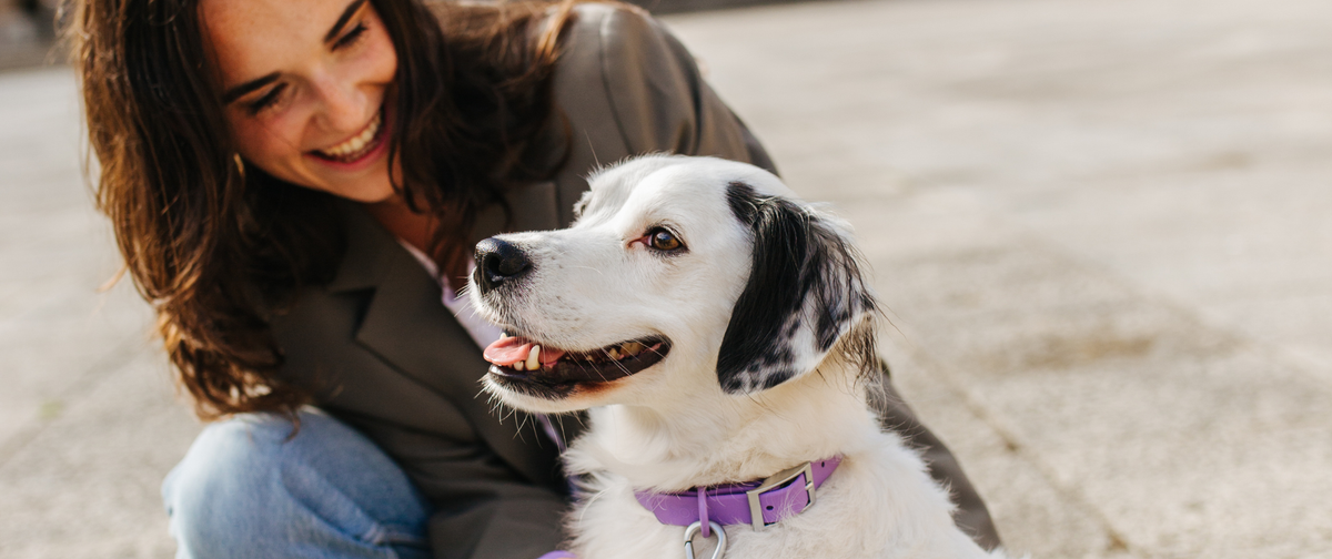 La Mejor Elección para el paseo de tu perro: collares y correas waterproof y bolsas biodegradables