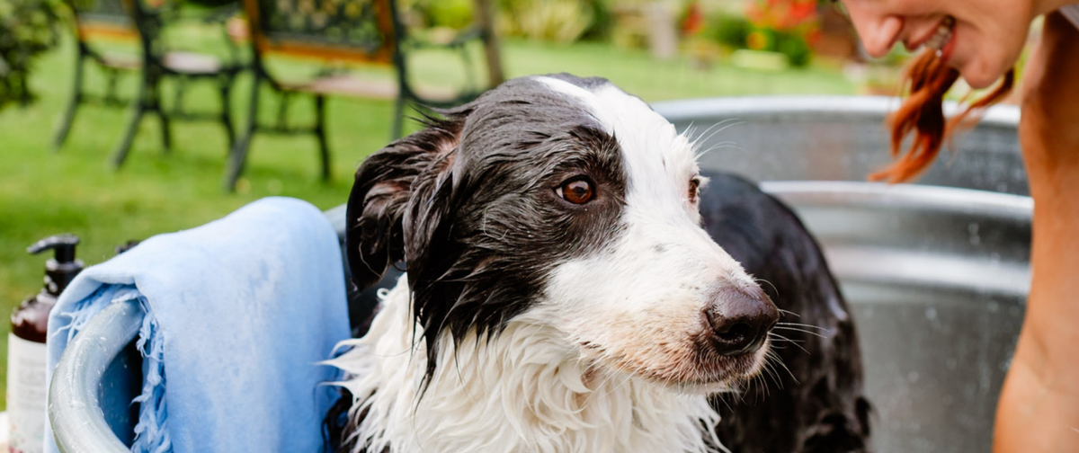 Consejos para proteger a perros y humanos de las garrapatas