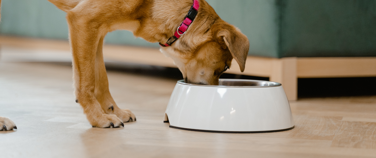 Hoy hablamos con: Jessica Da Silva, especialista en nutrición canina y felina