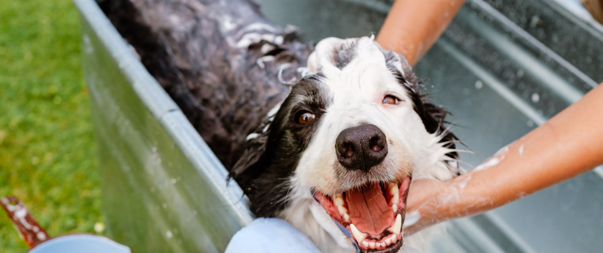Cómo bañar a tu perro: Guía paso a paso