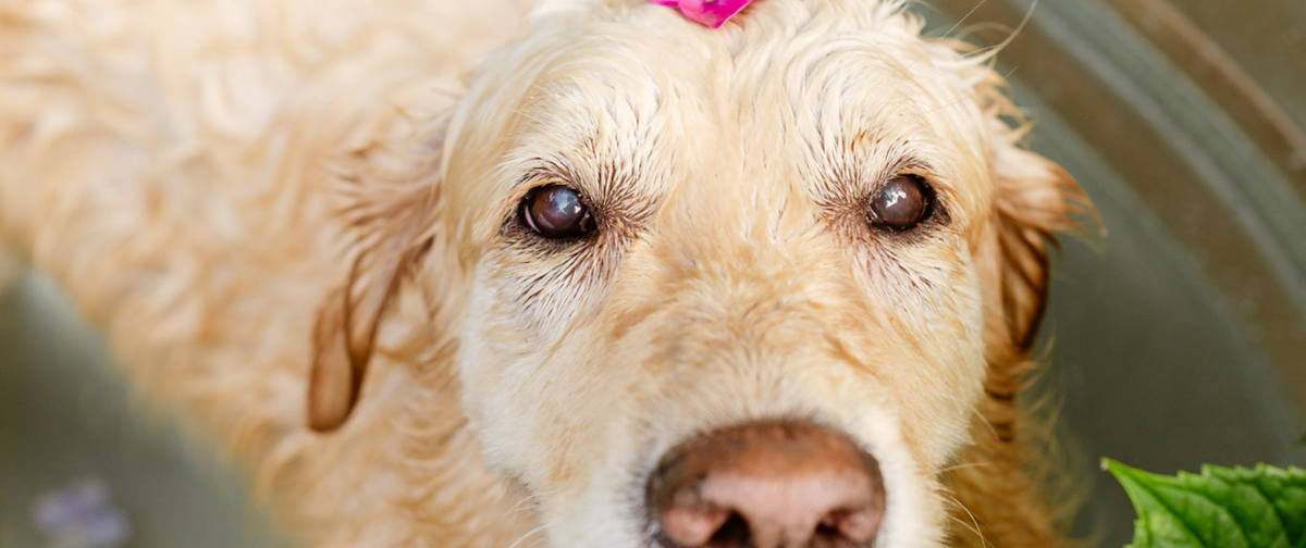 Golpe de calor en perros: Tips sobre cómo prevenirlos, identificarlos y tratarlos