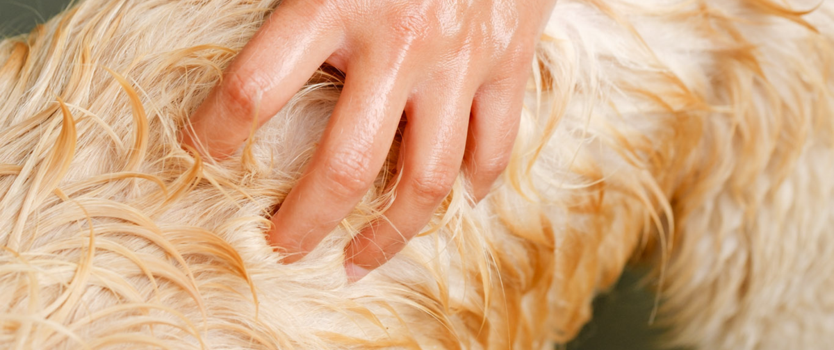 Calvas en perros: causas, cómo curarlas y cómo evitarlas