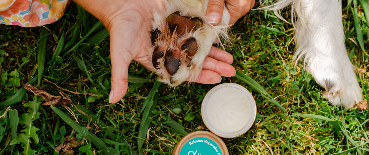 ¿Es bueno el aceite de coco para los perros?