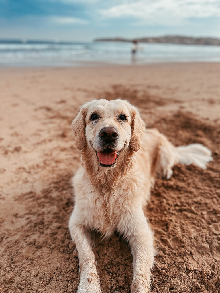 Mejores playas para perros en España para verano