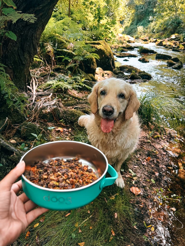 El comedero y bebedero portátil ideal para tu mascota