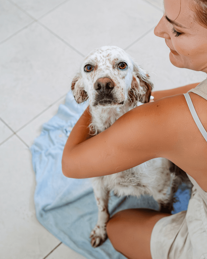 ¿Por qué es importante secar a un perro después del baño?