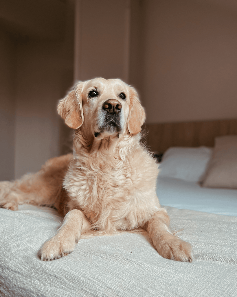 Trucos para mantener los dientes limpios en perros: snacks para perros deshidratados