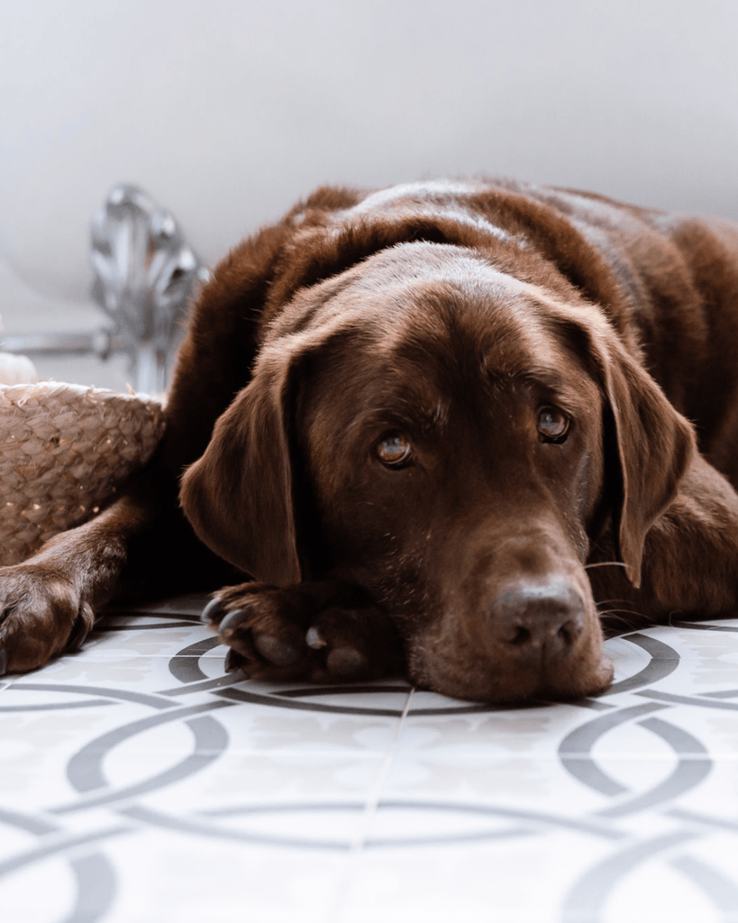 Calvas en perros: causas, cómo curarlas y cómo evitarlas