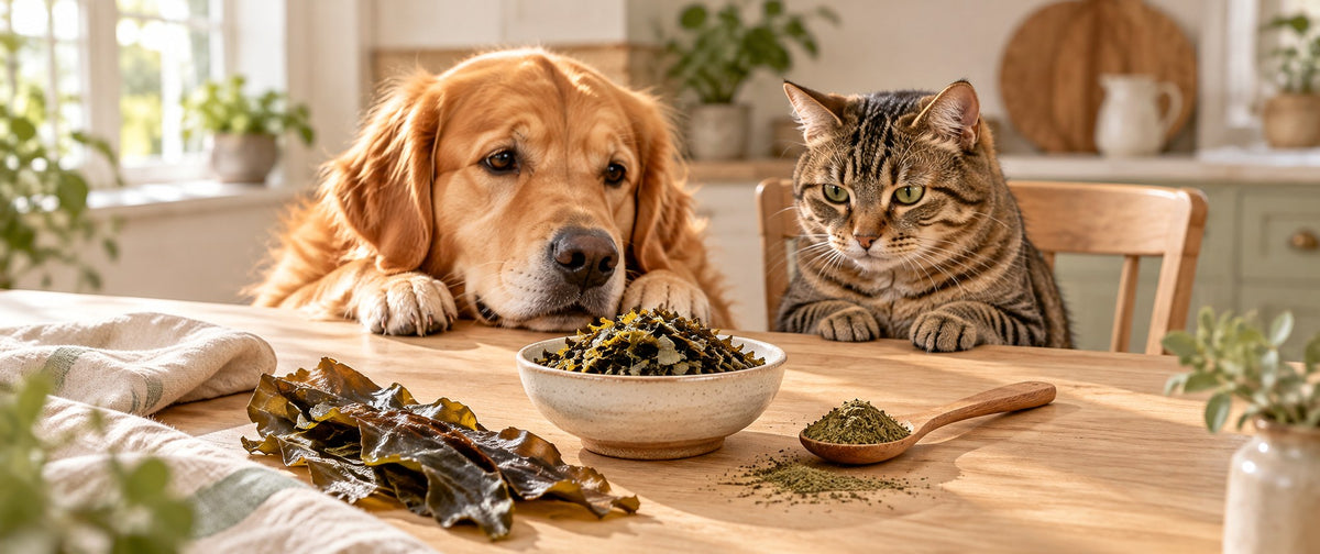 Perro y gato junto a un cuenco de alga Ascophyllum nodosum seca y una cuchara con alga en polvo
