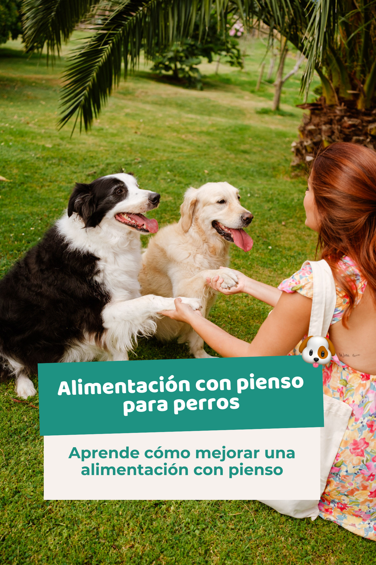 Ebook: Alimentación con pienso para perros