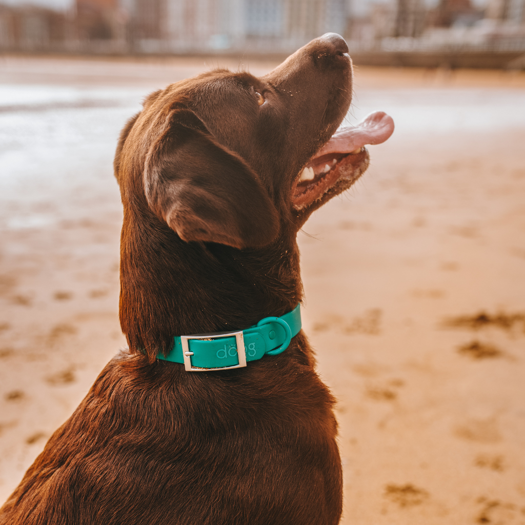 Waterproof Collar