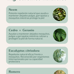 Champú repelente