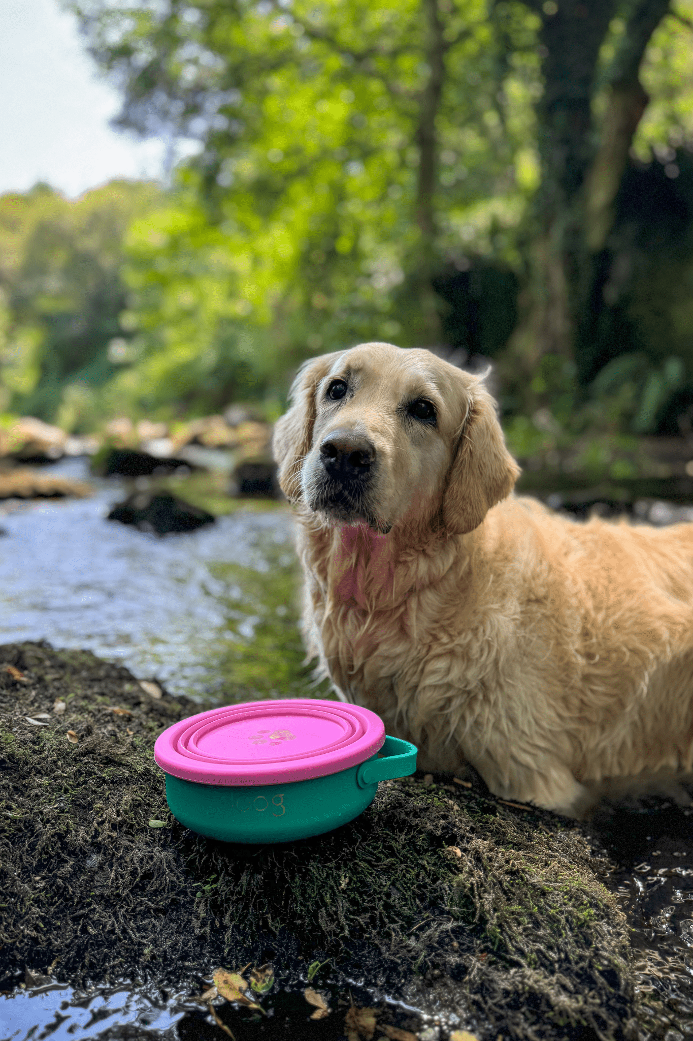 Comederos Plegables Para Viaje Con Mascotas – 2 Unidades, A Prueba De Fugas, Para Perros Y Gatos De Todos Los Tamaños (verde)