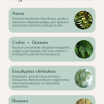 Champú repelente