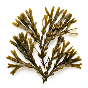 Ascophyllum nodosum