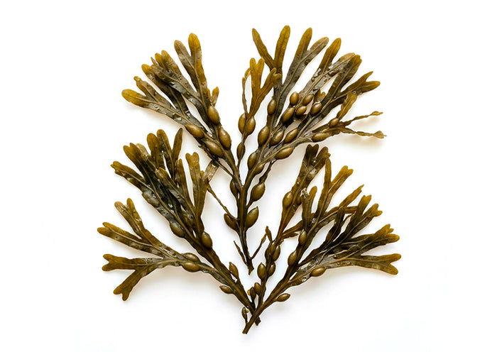 Ascophyllum nodosum
