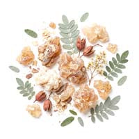 Boswellia serrata
