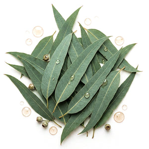 Citriodiol Eucalyptus citriodora