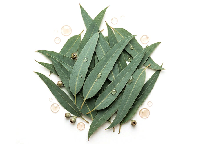 Citriodiol – Eucalyptus citriodora 