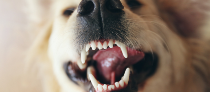 Dientes más limpios