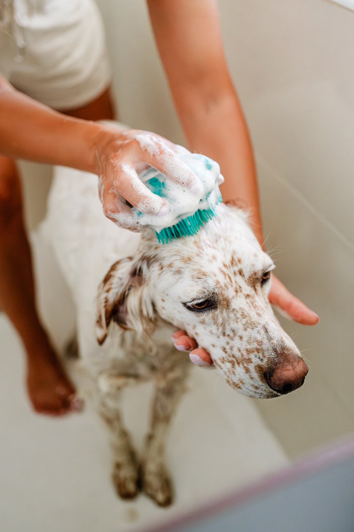 cepillo baño perro