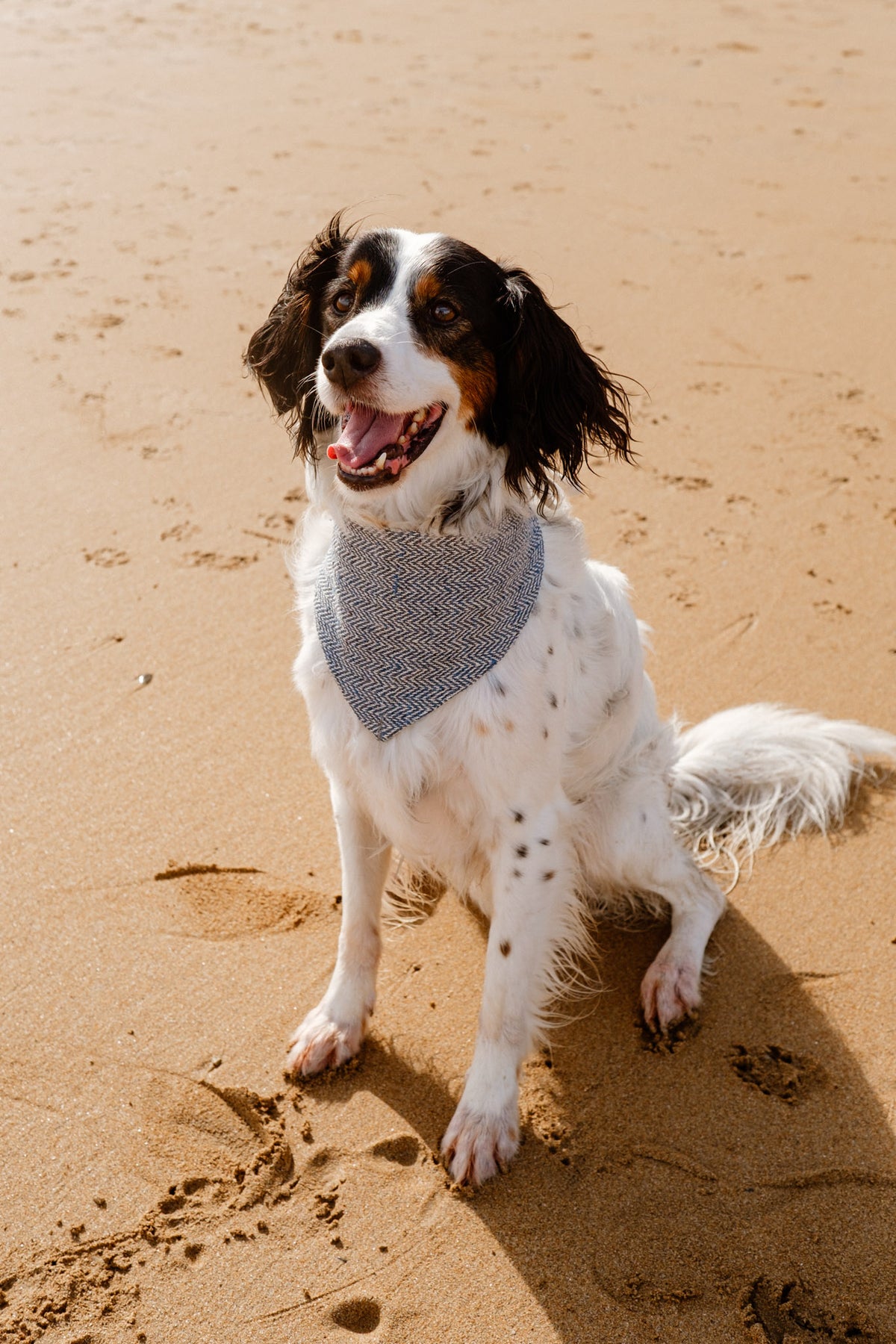 Bandana de cáñamo para perros