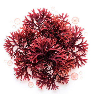 Extracto de alga roja