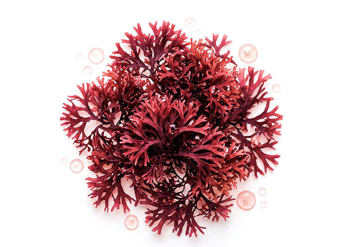 Extracto de alga roja