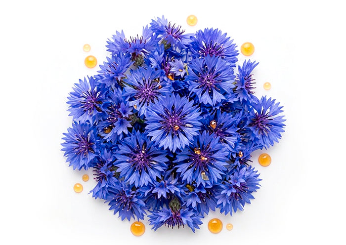 Flor de aciano