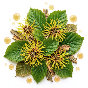 Hamamelis
